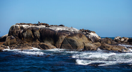Seal island, Cape town South Africa. brown fur seals colony on Duiker Island