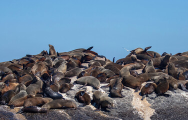 Seal island, Cape town South Africa. brown fur seals colony on Duiker Island