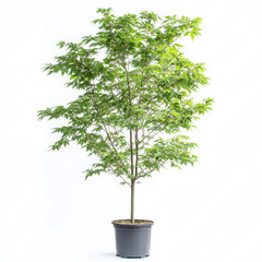 Obraz premium Green Blaze Maple 7.5 years old , 15 ft ht. 9 ft width, 6 ft standard, summer foliage, photorealistic, clean white background