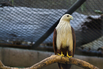 Majestic Bald Eagle (Haliastur indus) Perched Inside Aviary on Branch Displaying Its Plumage