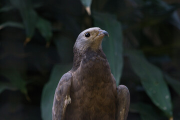 Oriental Honey Buzzard or Sikep-madu asia (Pernis ptilorhynchus) Poses Amid Lush Green Foliage