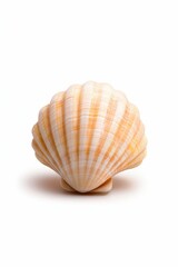 Obraz premium A beautiful, intricately patterned seashell is prominently displayed against a clean white background, This image can be used for beach-related themes, decor, or marine educational materials,