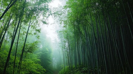 Obraz premium Lush Green Bamboo Forest Shrouded in Mist with Tall Stalks and a Tranquil Atmosphere Reflecting Nature’s Serenity and Beauty in a Peaceful Environment