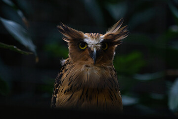Close-Up of the Majestic Buffy Fish Owl in Its Natural Habitat at Night