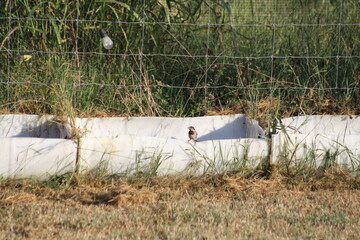 bird on a barrel