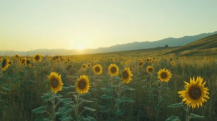 Fototapeta premium Vibrant Sunflower Field Under a Warm Sunrise with Mountains in the Background and Clear Sky Blanketing the Horizon in a Peaceful Countryside Landscape