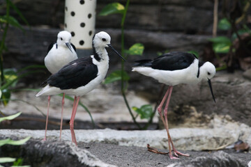 Elegant Black-Winged Stilts Standing Gracefully in Natural Habitat
