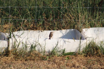 little bird on the water barrel 