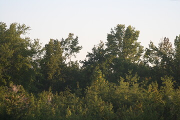 trees and sky