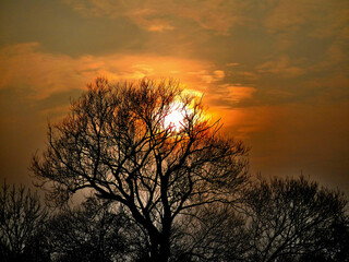 Black branches, sun low above trees, misty horizon in winter time and colorful sky with clouds - evening composition in abstract orange and yellow colors and grey fog.