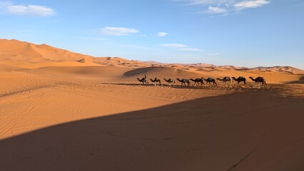 Dromedaries in Sahara desert 