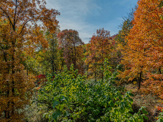 autumn in the forest