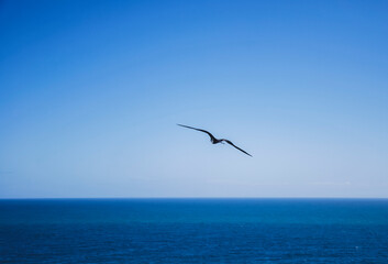 Combinación perfecta, caribe, mar azul y una gaviota volando