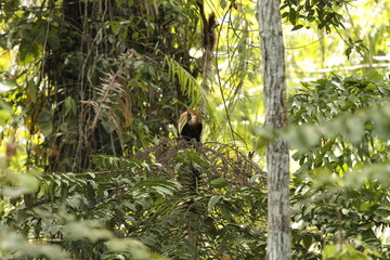 Papuan hornbills or hornbills, seen playing in the trees of tropical forests. This bird is easy to find in the Maluku Islands,
