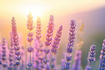 Fototapeta premium A beautiful scene of a lavender field with the setting sun in the background