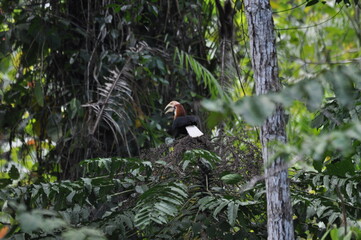 Papuan hornbills or hornbills, seen playing in the trees of tropical forests. This bird is easy to find in the Maluku Islands,