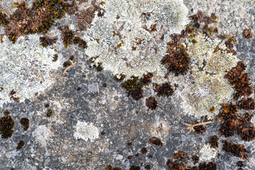 Closeup of weathered stone surface pattern with moss and lichen as a background.