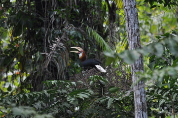 Papuan hornbills or hornbills, seen playing in the trees of tropical forests. This bird is easy to find in the Maluku Islands,