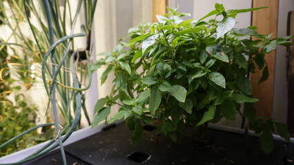Thriving Thai Basil Plant Growing Indoors Under LED Light