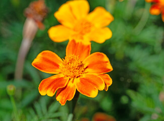 Orange blühende Tagetes in einer Nahaufnahme