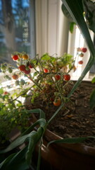 Ripening Cherry Tomatoes Growing Indoors in a Potted Plant