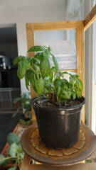 Fresh Basil Plant Growing Indoors in Natural Light