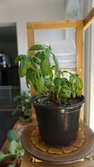 Fresh Basil Plant Growing Indoors in Natural Light