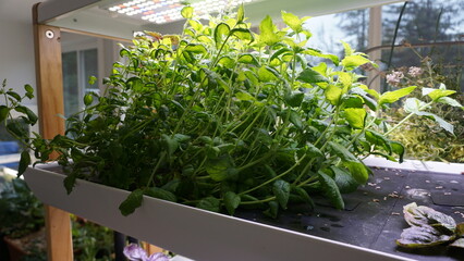 Vibrant Mint Plant Growing Indoors in Natural Light