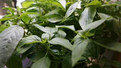 Thriving Thai Basil Plant Growing Indoors Under LED Light