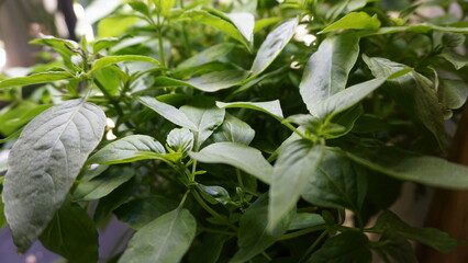 Obraz premium Thriving Thai Basil Plant Growing Indoors Under LED Light