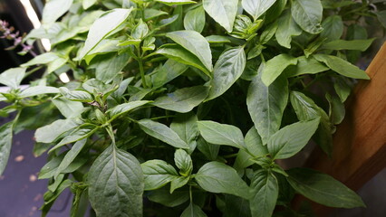 Thriving Thai Basil Plant Growing Indoors Under LED Light