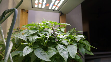 Thriving Thai Basil Plant Growing Indoors Under LED Light