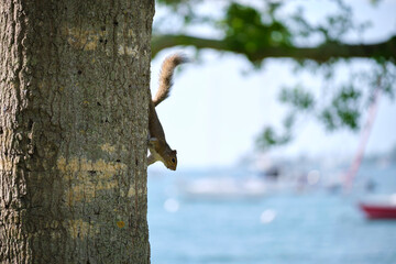 Beautiful wild gray squirrel climbing tree trunk in summer town park