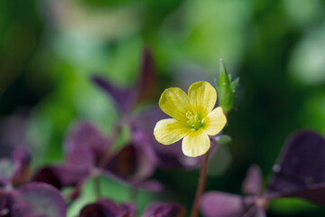 A close-up of a vibrant flower with detailed petals and stamens highlighting its natural beauty