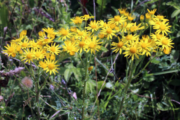 The poisonous plant Jacobaea vulgaris grows in nature