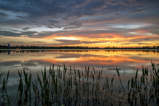 Evening landscape of Florida wetland flora. Lake water in southern tropical swamp at sunset