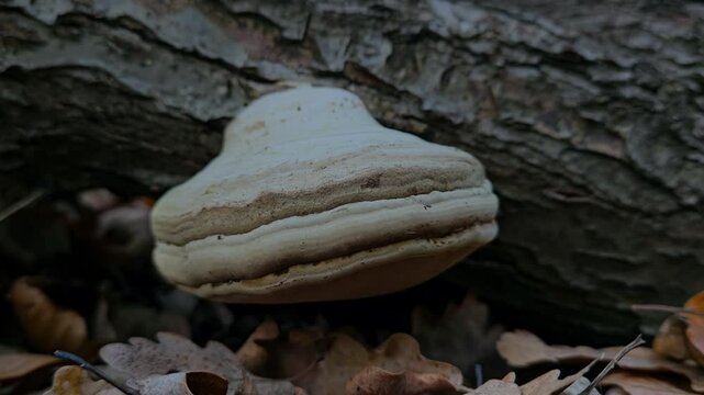 Hoof Fungus in natural ambient (Fomes fomentarius) - (4K)