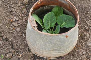 cover the cabbage seedling with an old leaky bucket, protecting the plant from cold and frost.