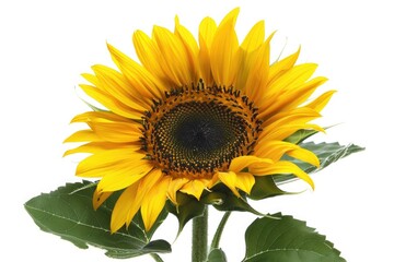 Obraz premium A bright yellow sunflower sits atop green leaves on a pure white background, perfect for decorative or design use