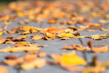 autumn leaves on asphalt, close up