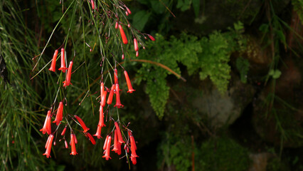 Russelia equisetiformis plant has tiered flowers resembling a fountain, suitable for tropical garden design. With a cool tropical green foliage background.