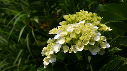 Light green petals of this hydrangea flower are still fresh and clustered tightly. Surrounded by lush green foliage, this flower looks very natural and charming.