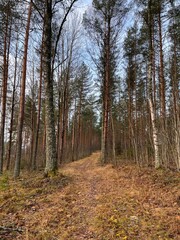 path in the woods