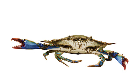 Invasive and aggressive blue crab in white background with up copyspace, used for many shellfish recipes