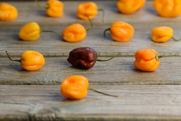 Habanero peppers on bokeh wooden background, colorful hot peppers, red, yellow and brown habanero hot peepers, Red, Limon and Chocolate habanero, selective focus, bokeh, blurr.