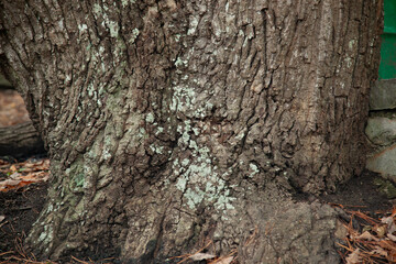 Lichen on a tree