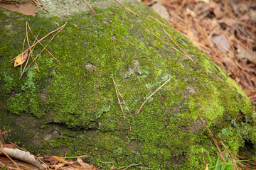 Lichen and moss on a rock