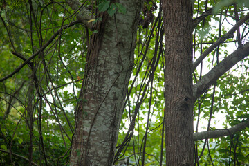 Lichen on a tree