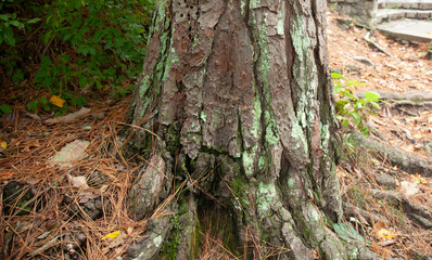 Lichen on a pine tree