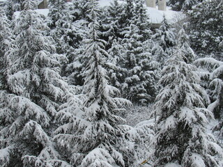 pine trees covered in snow